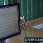 Obraz 716 001